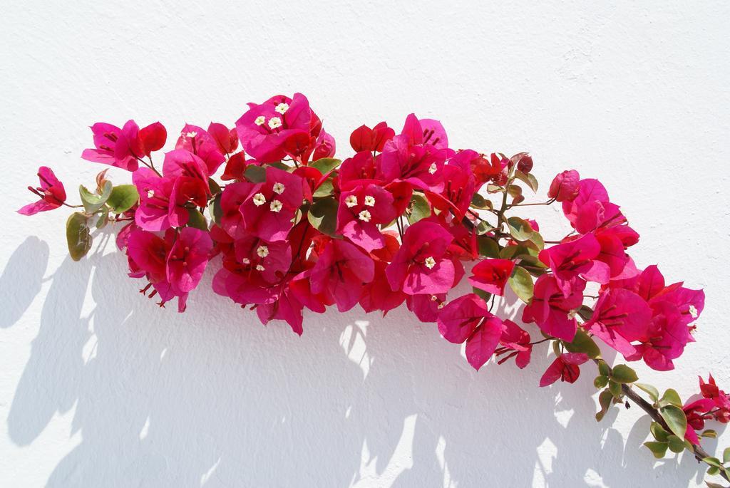 Aethrio Sunset Village - Oia Bagian luar foto
